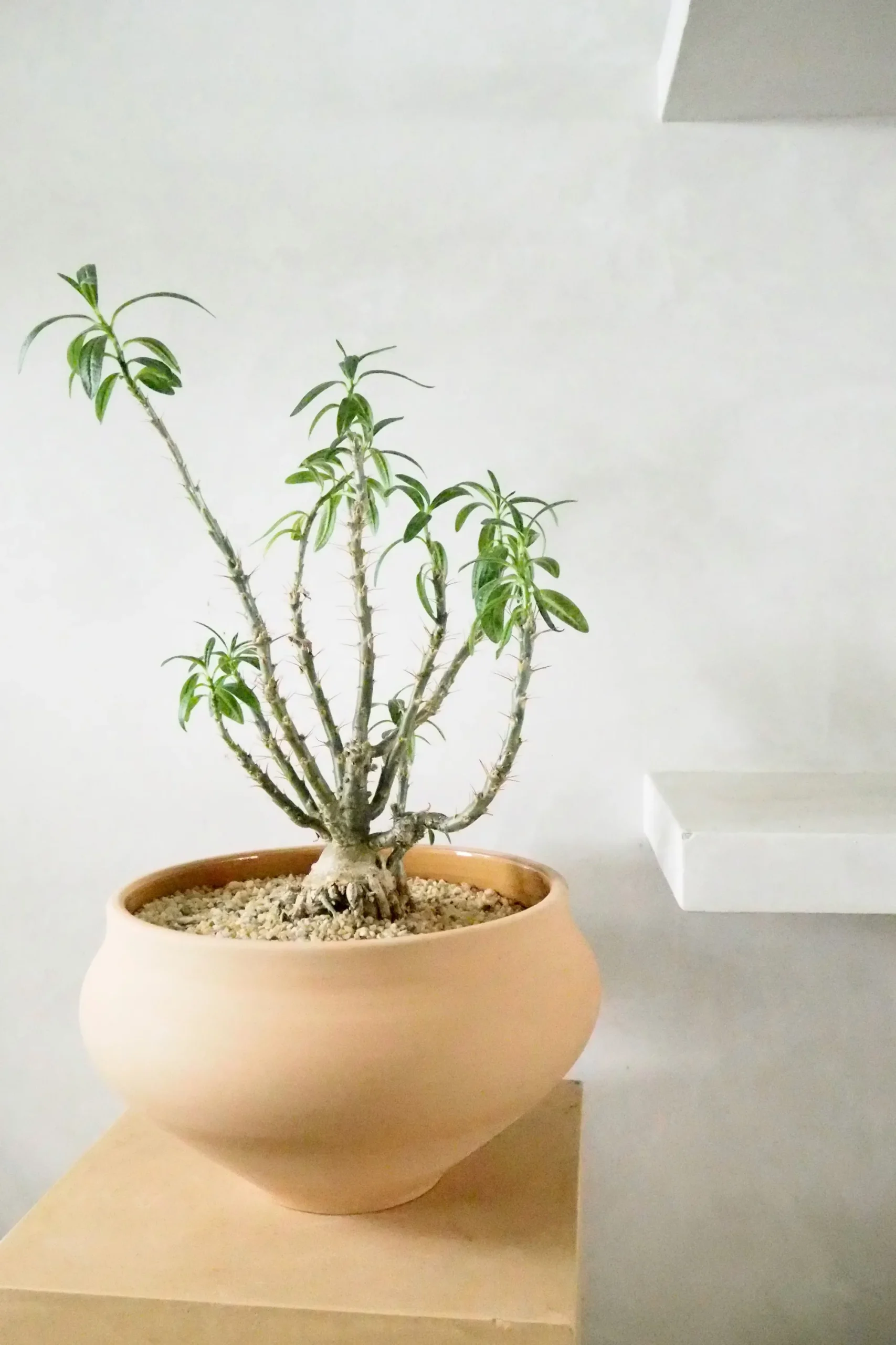 PLANT Belle krukke, stor Discount