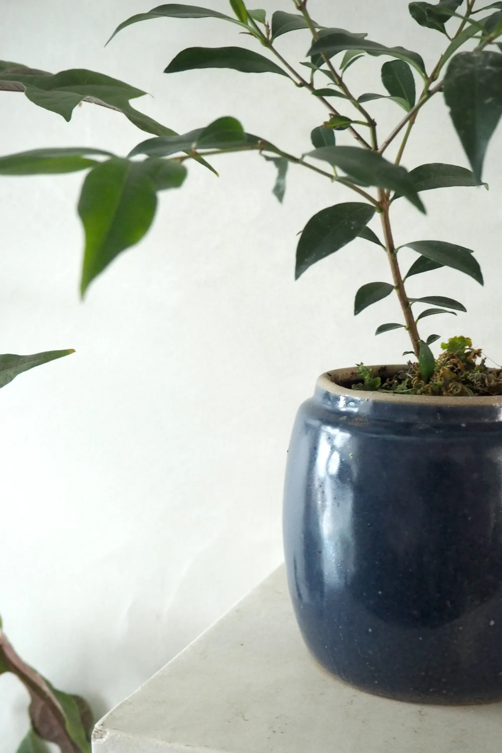 PLANT Berit, blå, ø12 cm Discount