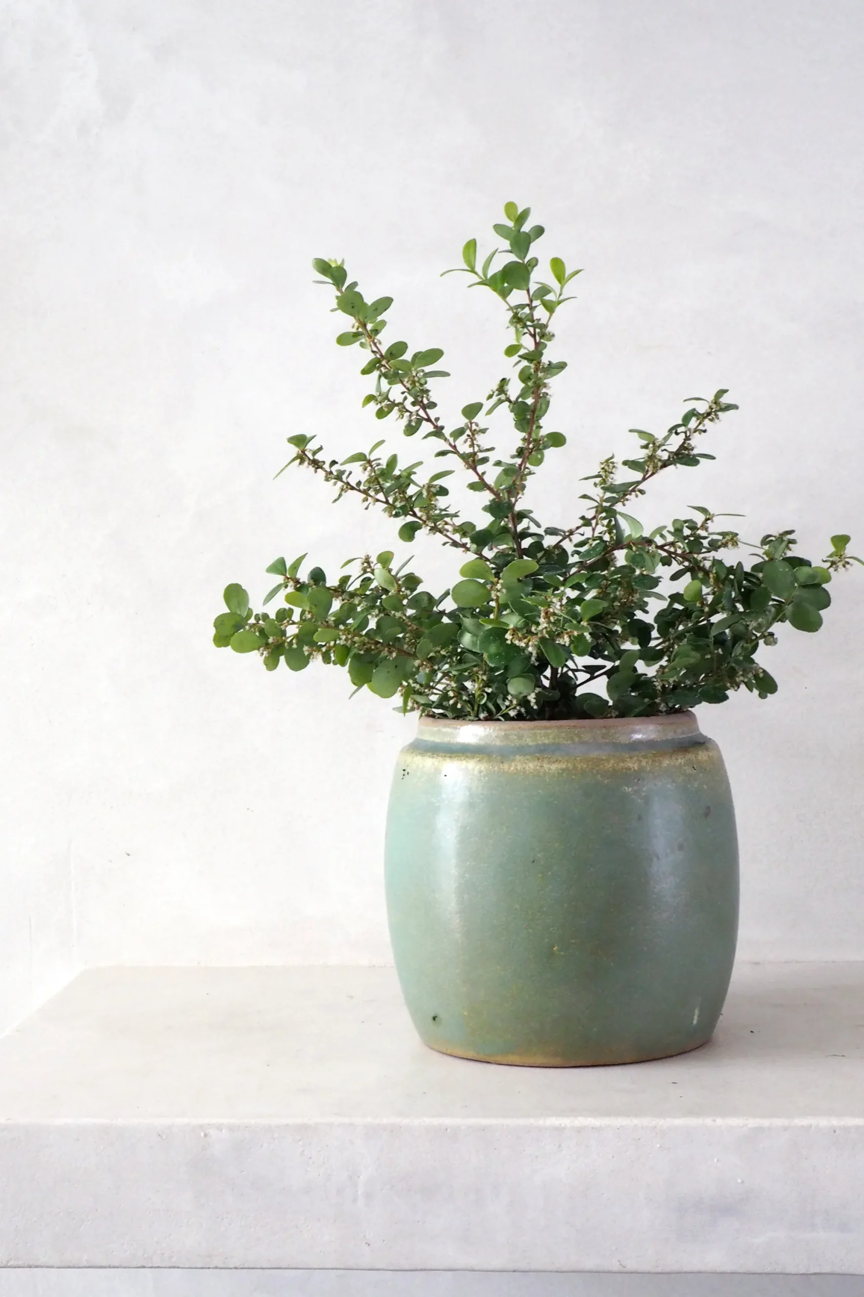 PLANT Berit, lysegrøn, ø12 cm Clearance