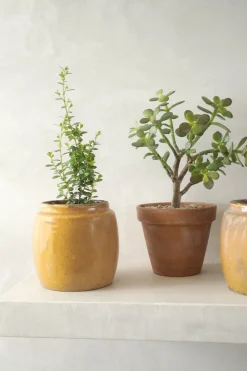 PLANT Berit, mustard ø12 cm Discount