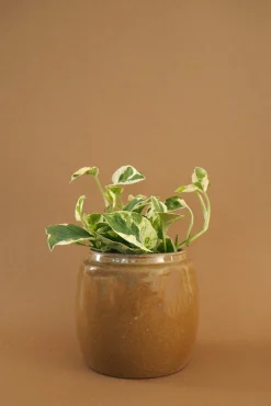 PLANT Berit, mustard ø12 cm Discount