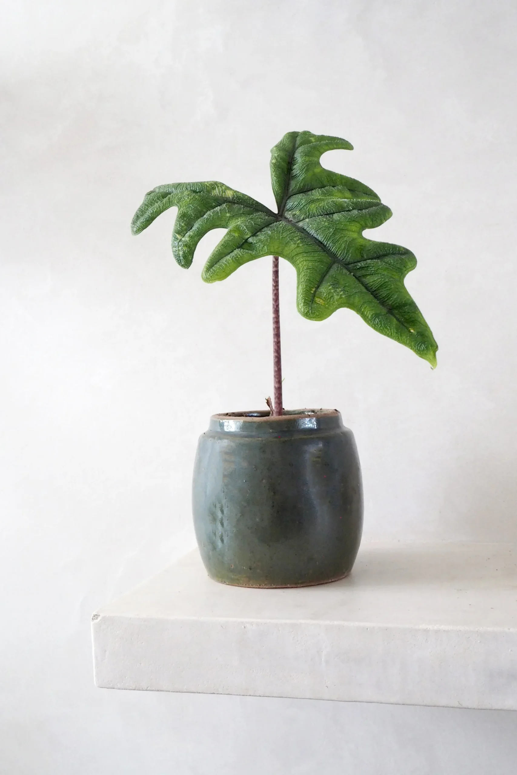 PLANT Berit, olivengrøn ø12 cm New
