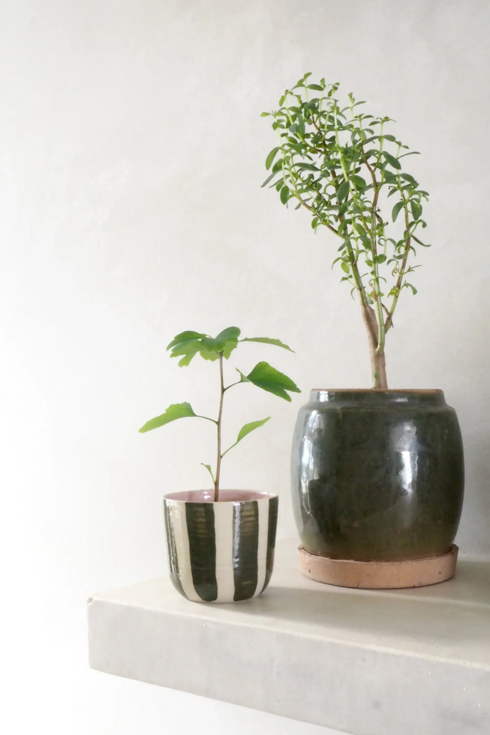 PLANT Berit, olivengrøn ø12 cm New