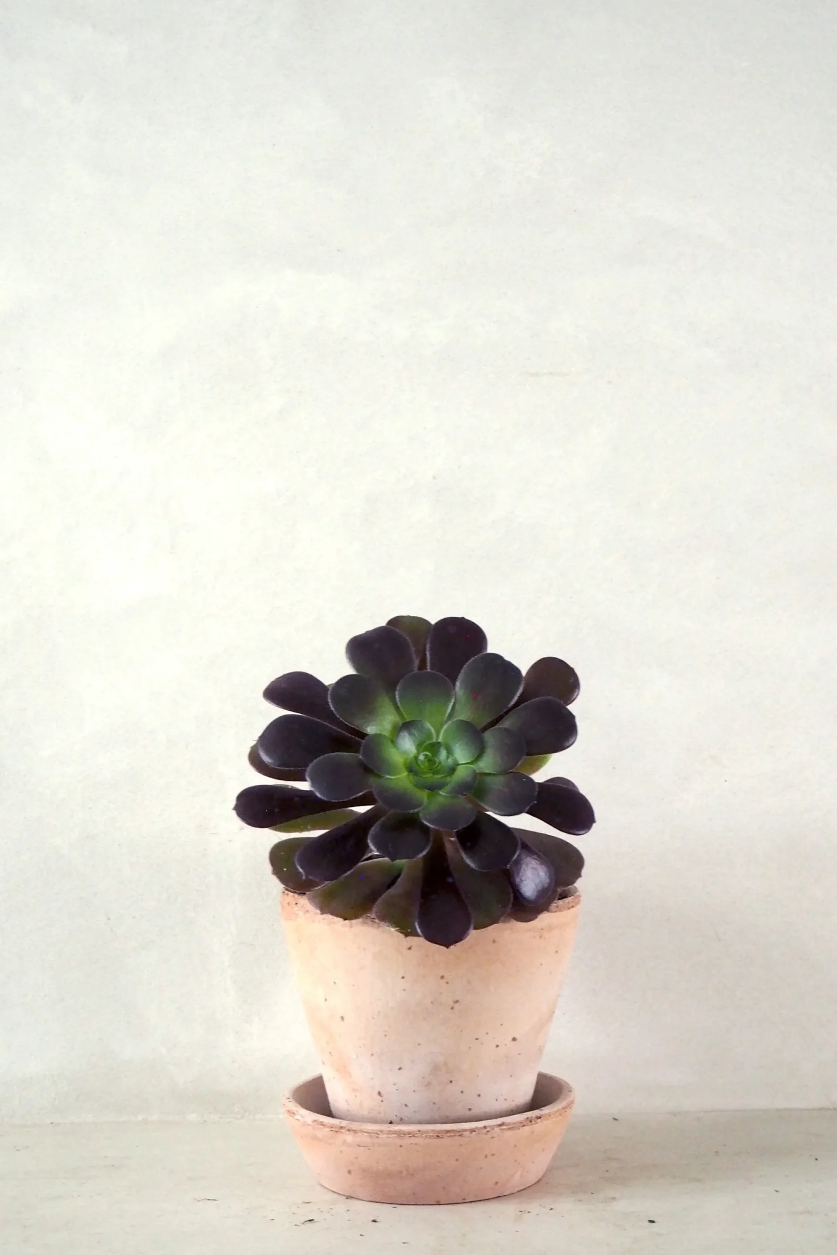 PLANT Black Rose - Aeonium Discount