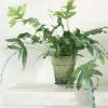 PLANT Blue star bregne Online