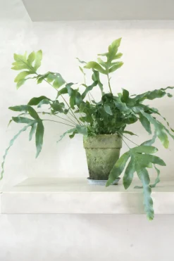 PLANT Blue star bregne Online