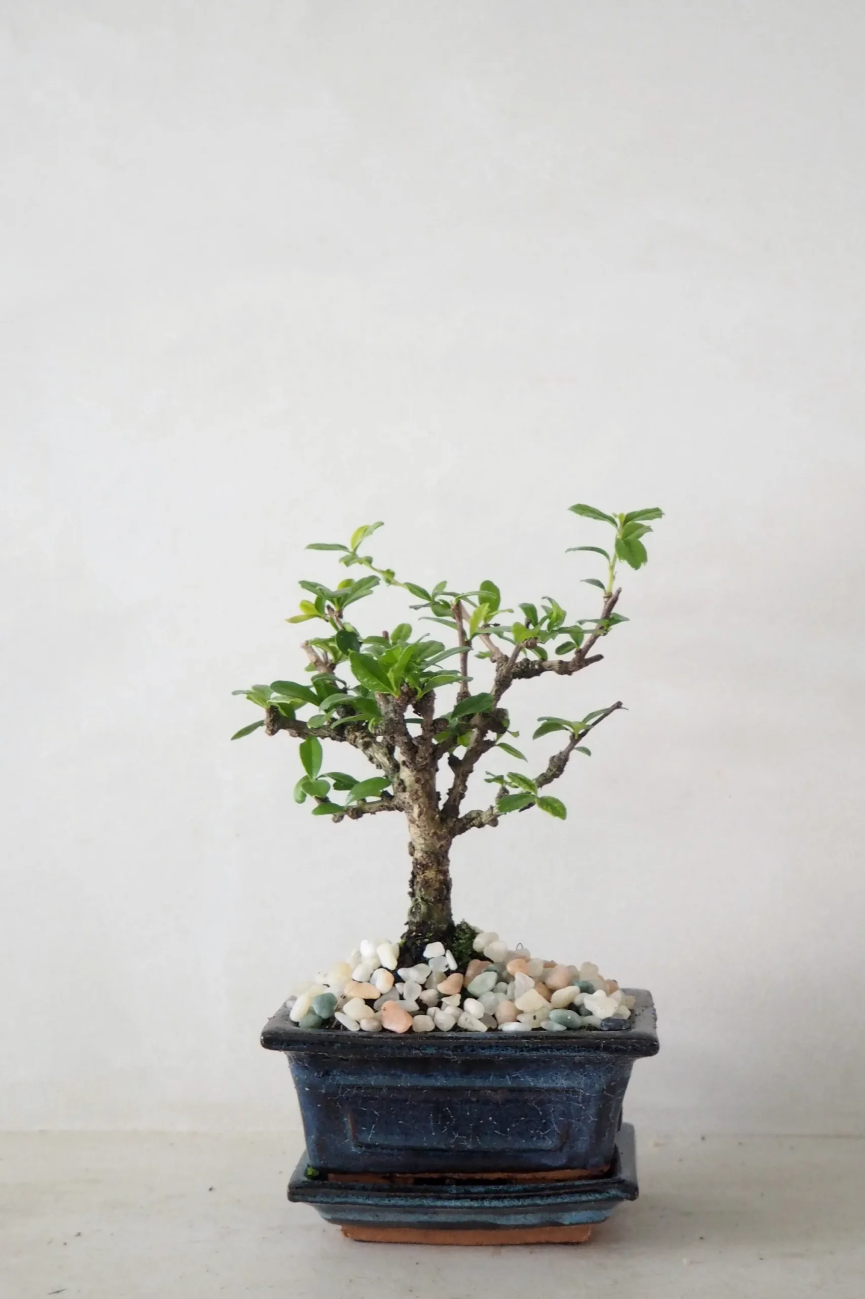 PLANT Bonsai Carmona, lille