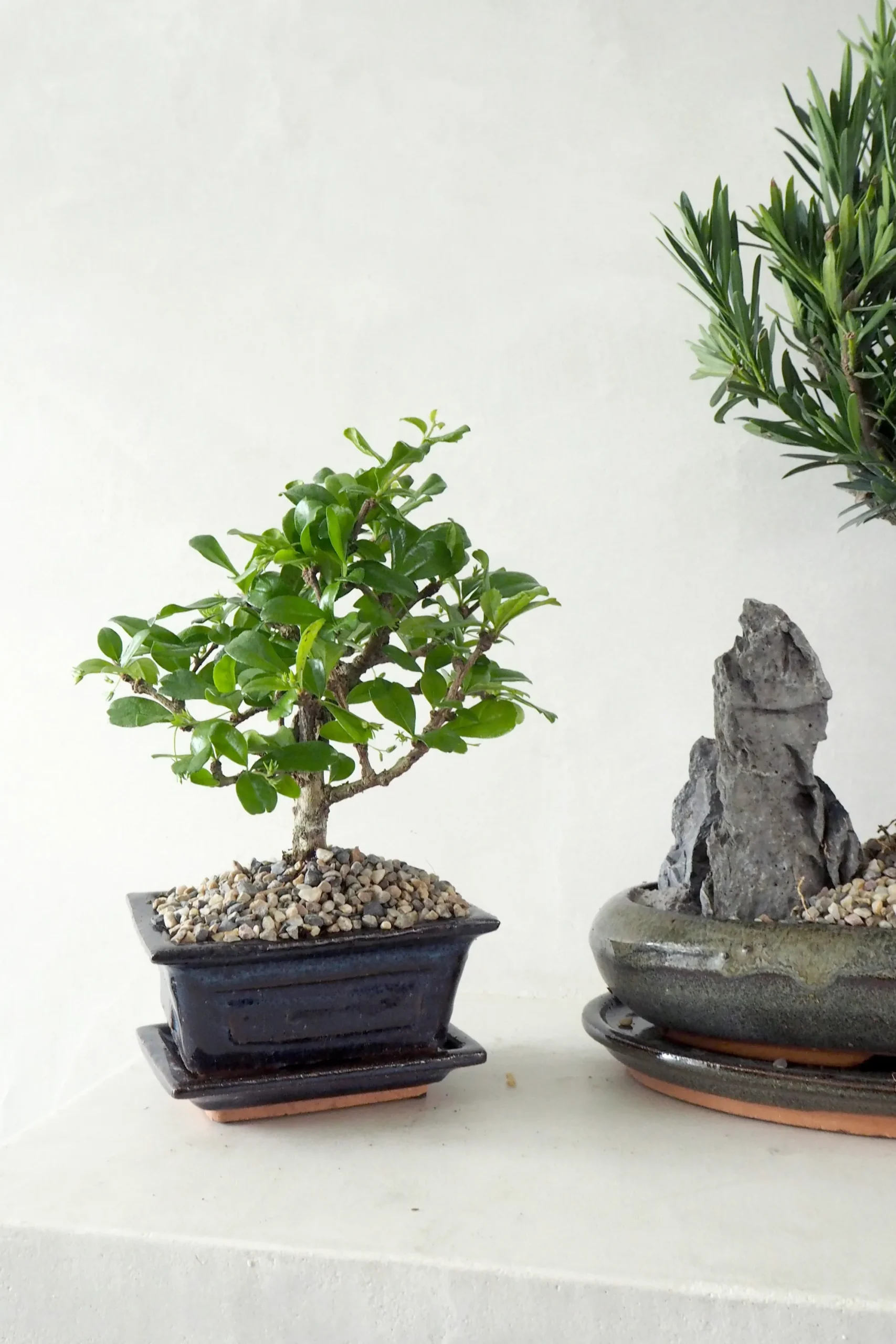 PLANT Bonsai Carmona, lille