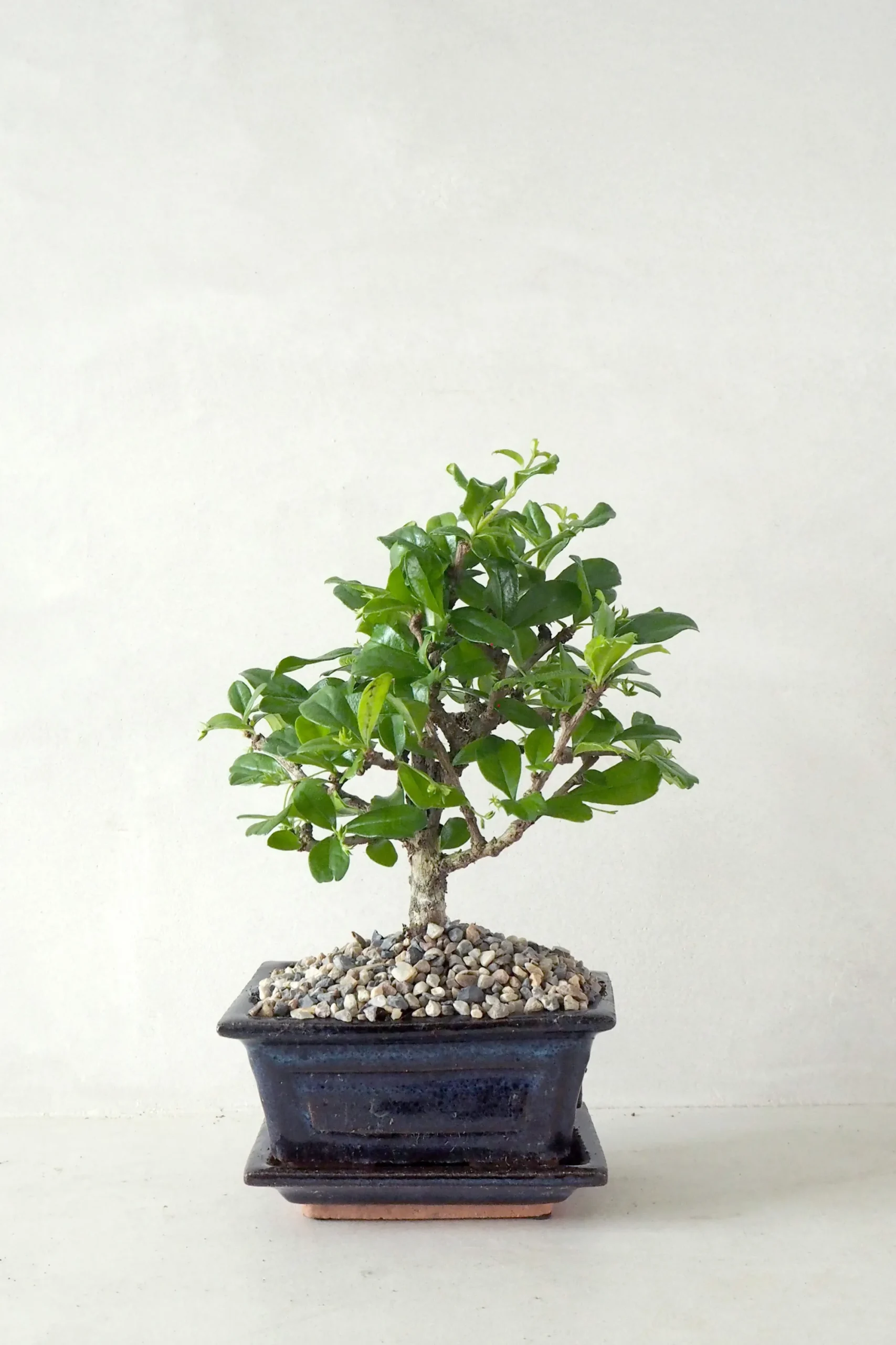 PLANT Bonsai Carmona, lille