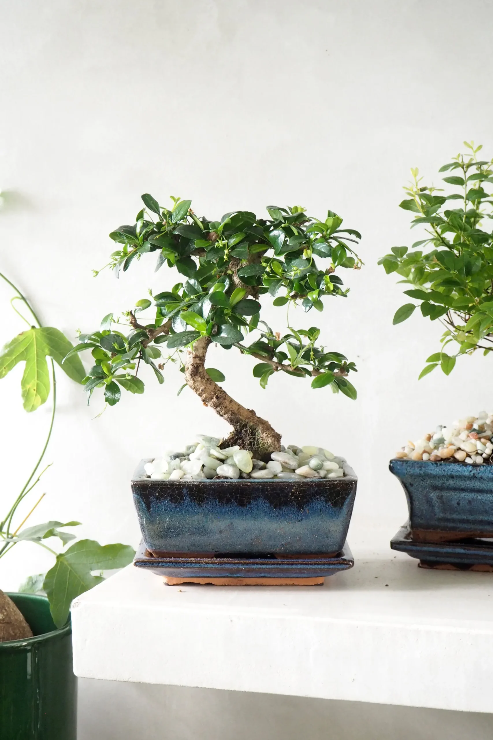 PLANT Bonsai Carmona, medium Clearance