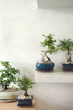 PLANT Bonsai Carmona, stor Sale