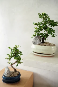 PLANT Bonsai Carmona, stor Sale