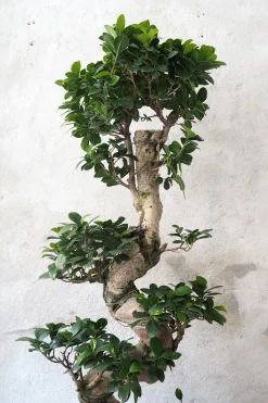 PLANT Bonsai Ficus Ginseng, stor