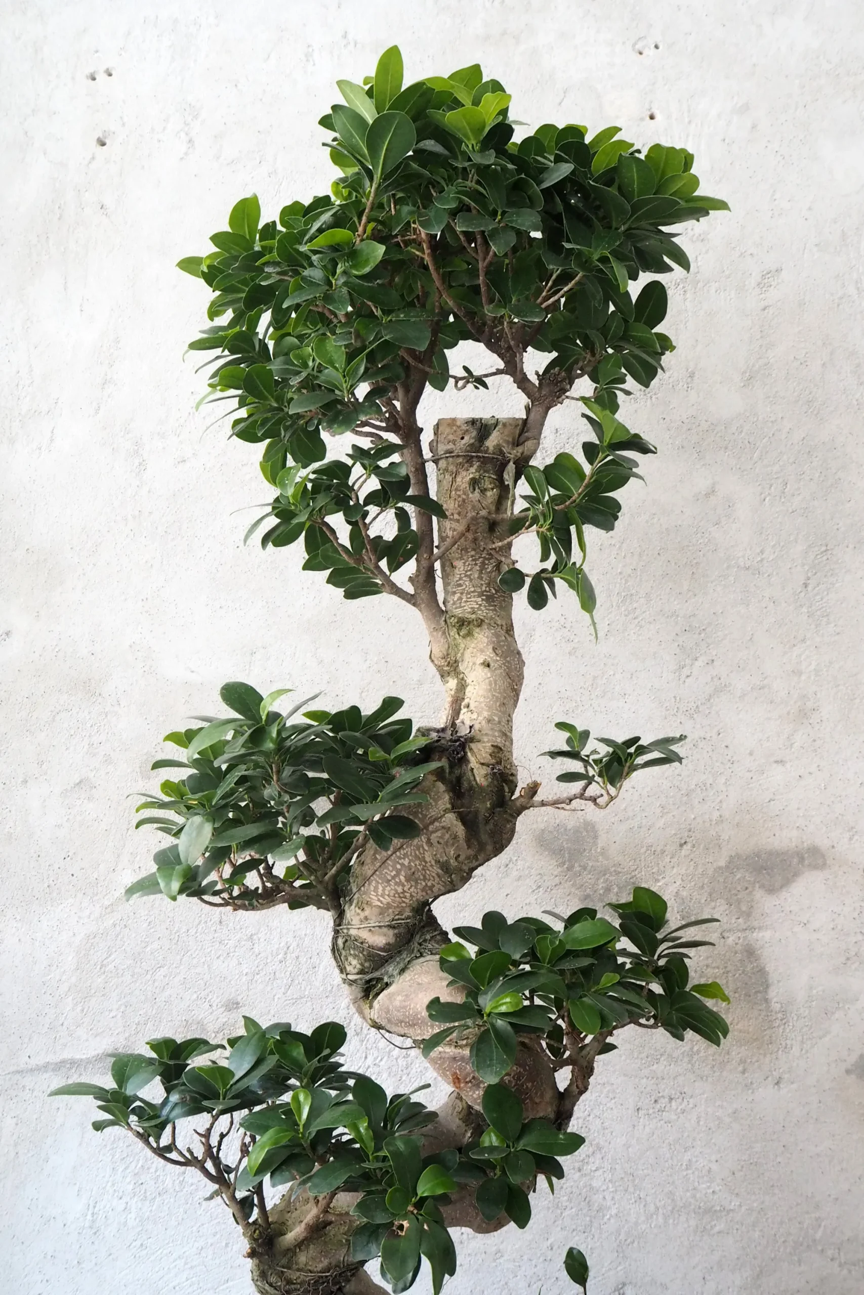 PLANT Bonsai Ficus Ginseng, stor