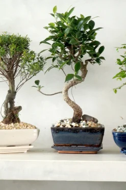 PLANT Bonsai Ficus, medium I