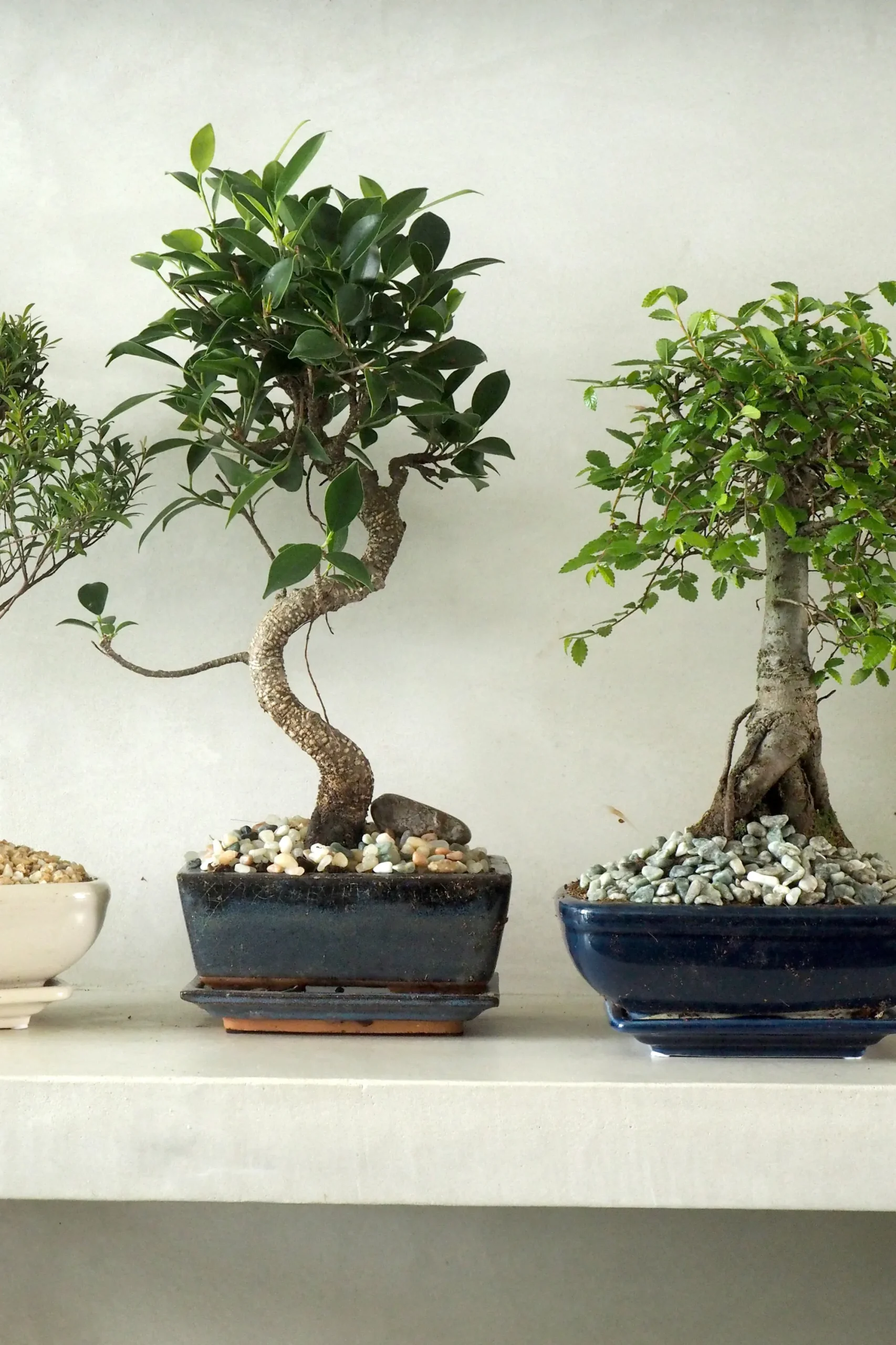PLANT Bonsai Ficus, medium I