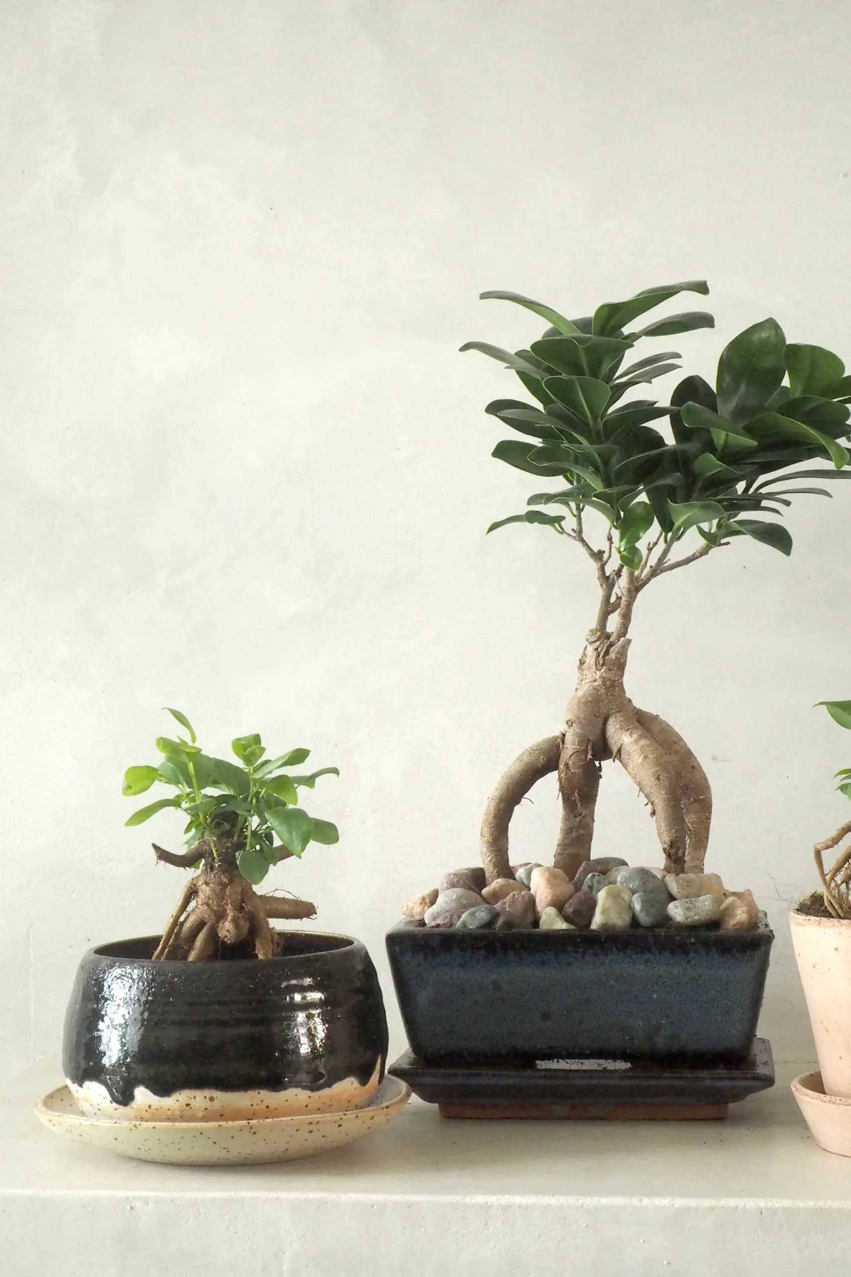 PLANT Bonsai Ficus, medium II Clearance