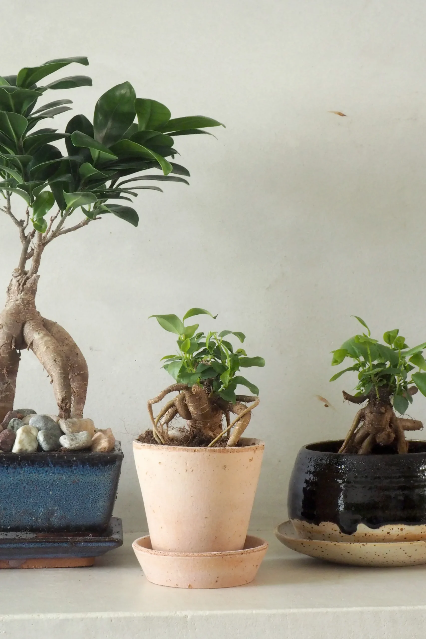 PLANT Bonsai Ficus, medium II Clearance
