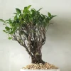 PLANT Bonsai Ficus, medium II