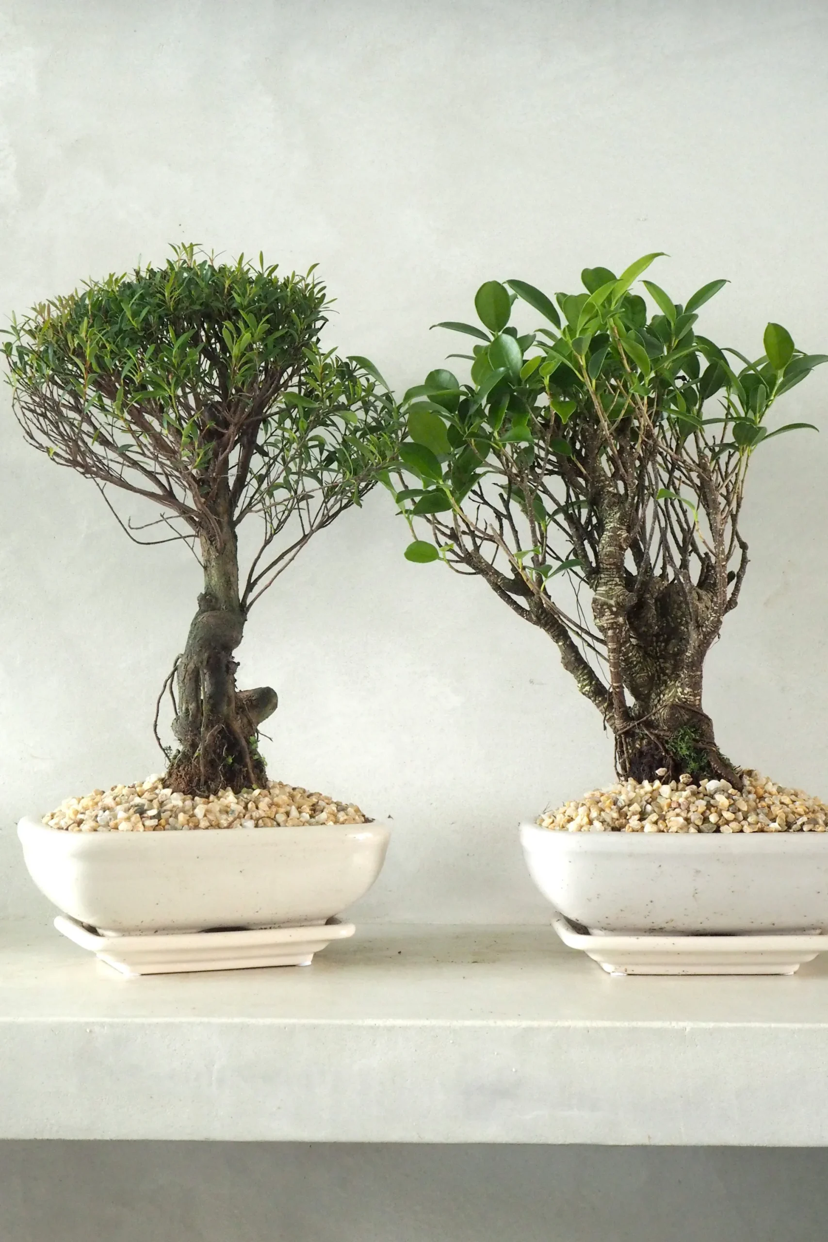 PLANT Bonsai Ficus, medium II