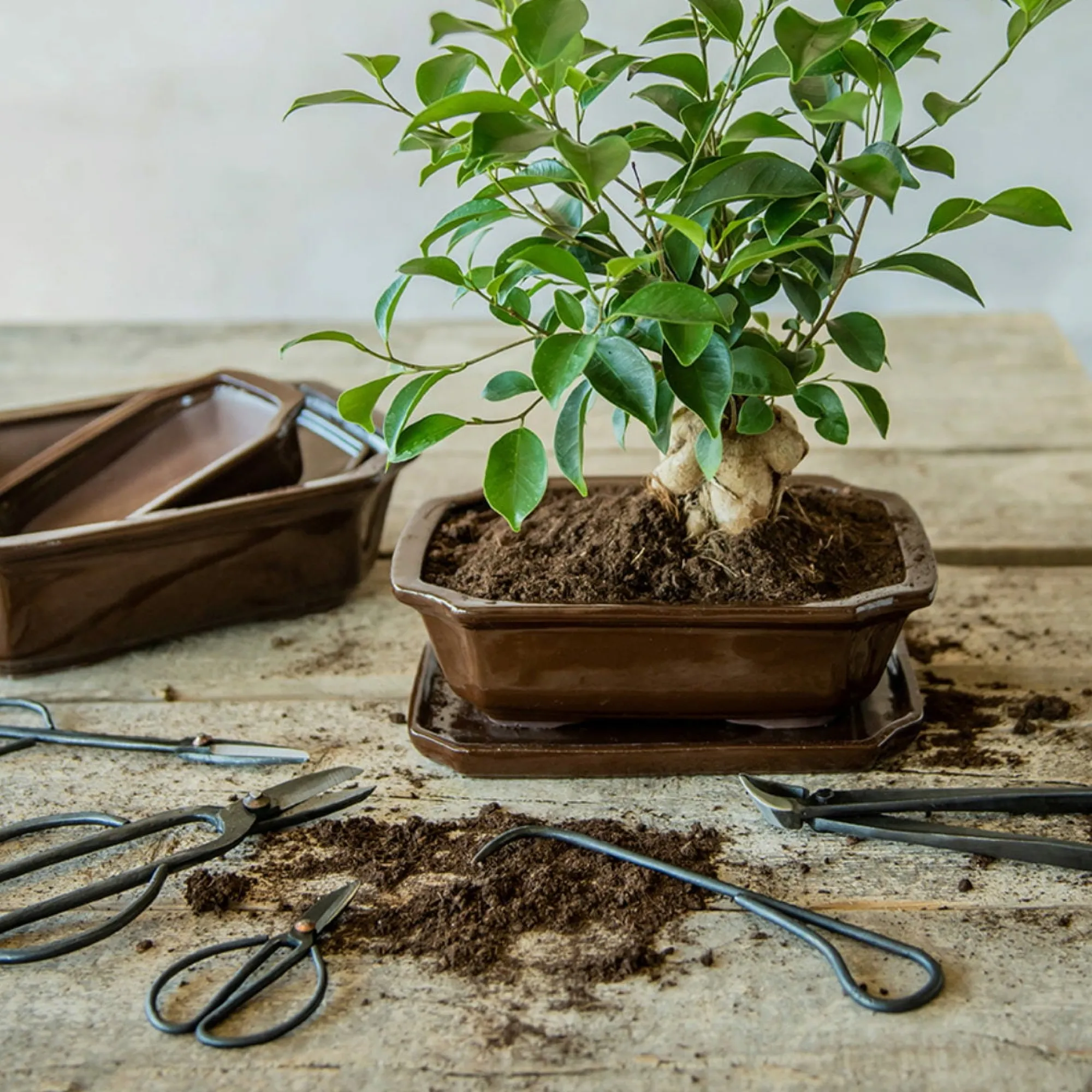 PLANT Bonsai jord