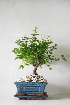 PLANT Bonsai Sageretia, medium Outlet