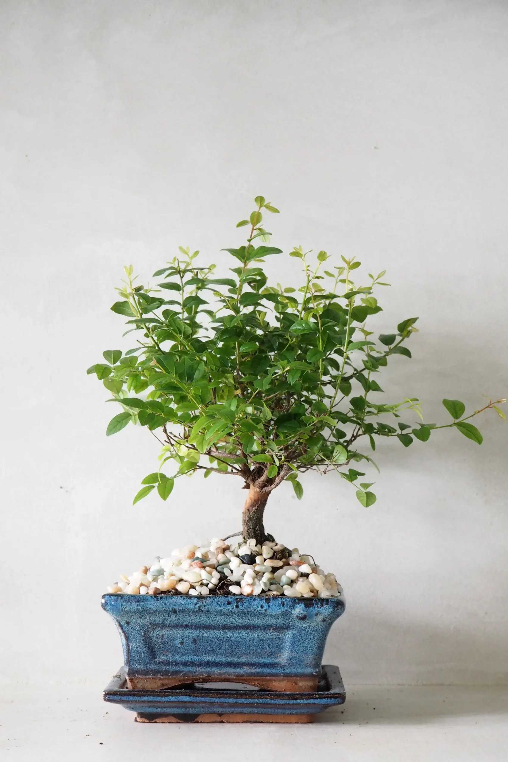 PLANT Bonsai Sageretia, medium Outlet