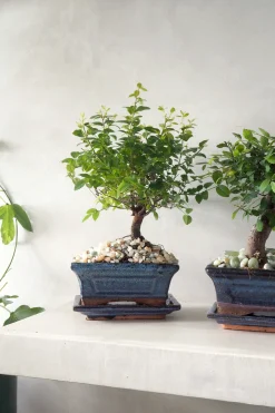 PLANT Bonsai Sageretia, medium Outlet