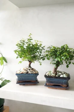 PLANT Bonsai Sageretia, medium Outlet
