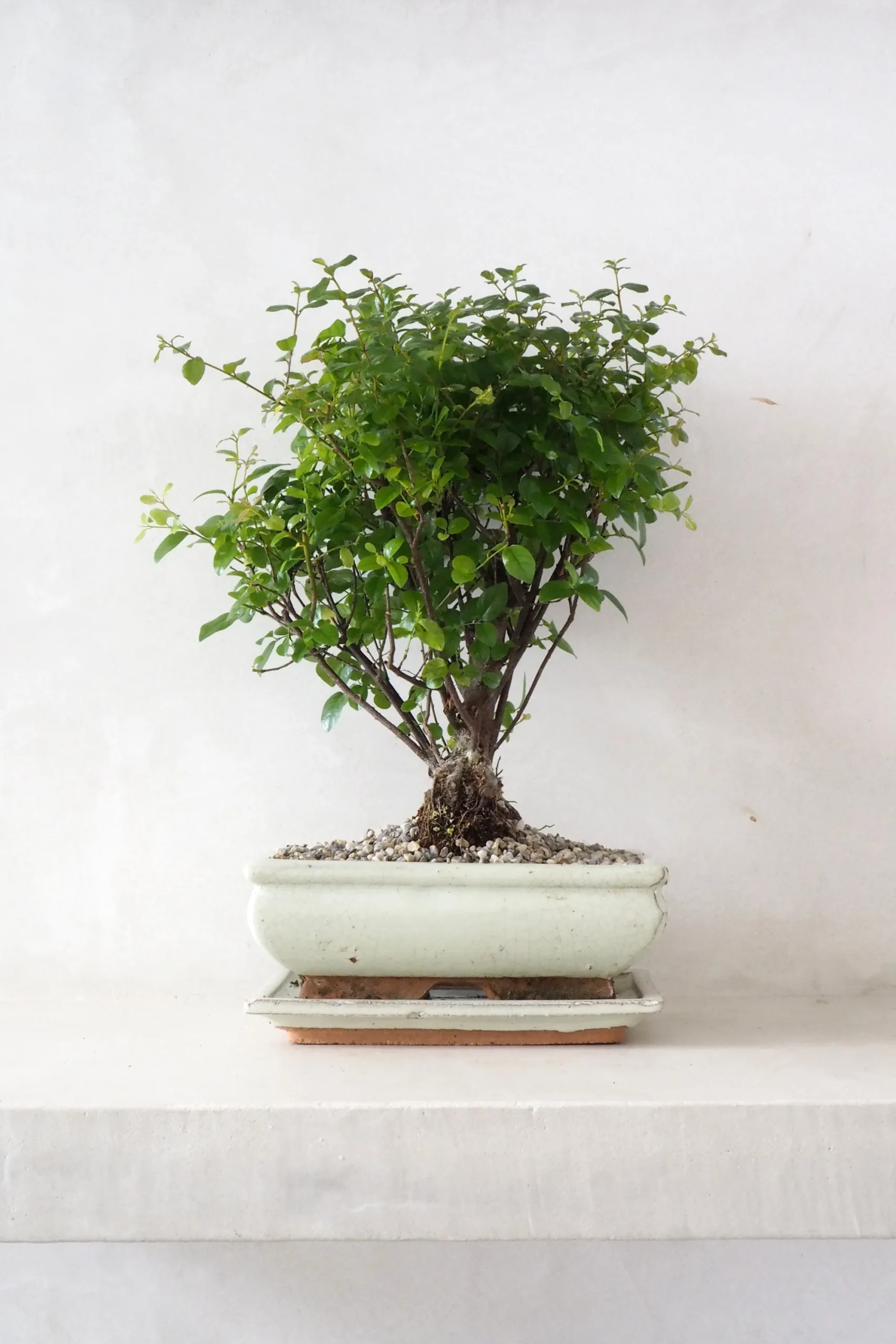 PLANT Bonsai Sageretia, medium