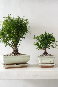 PLANT Bonsai Sageretia, medium