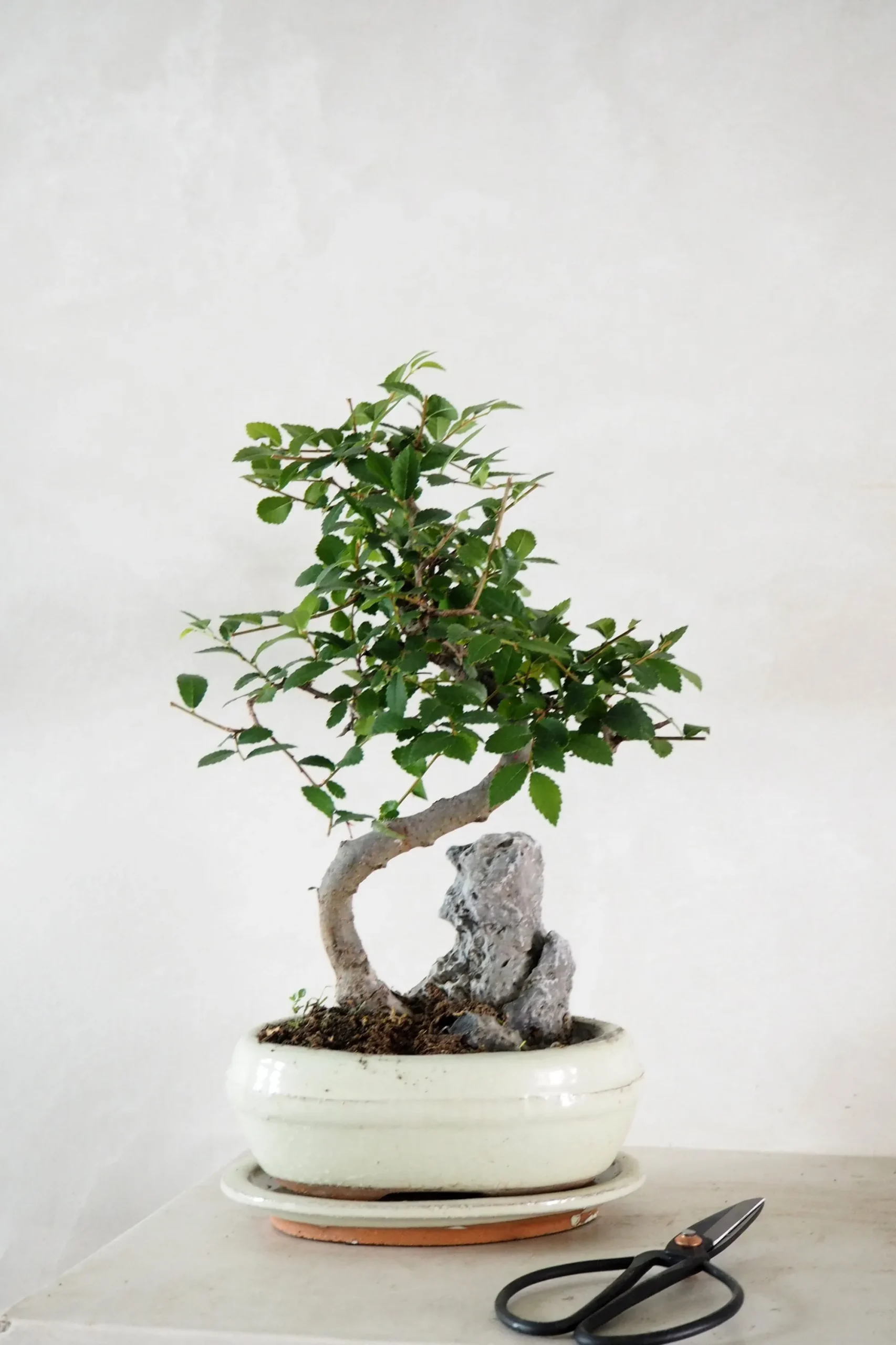 PLANT Bonsai saks, lille Outlet