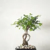PLANT Bonsai Zelkova, lille New