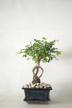 PLANT Bonsai Zelkova, lille New