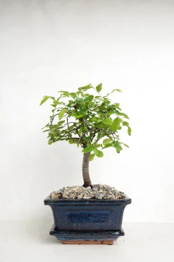 PLANT Bonsai Zelkova, lille New