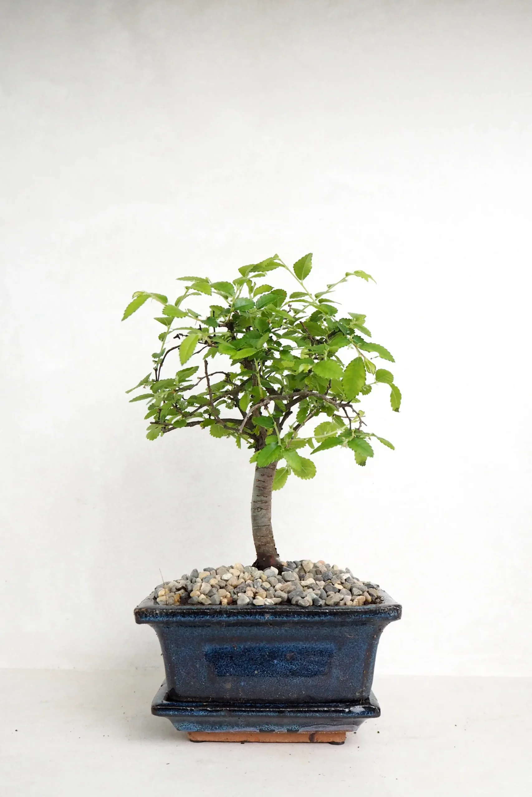 PLANT Bonsai Zelkova, lille New