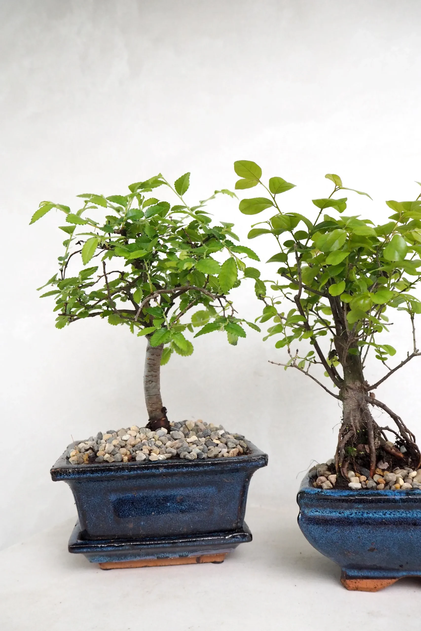 PLANT Bonsai Zelkova, lille New