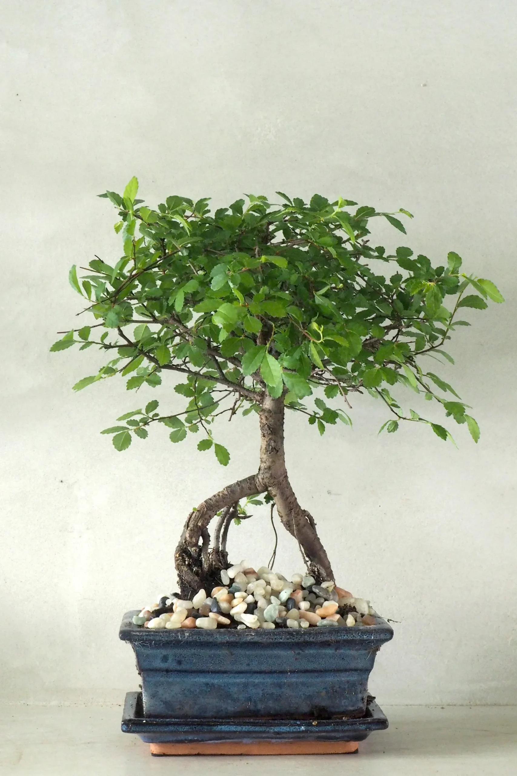 PLANT Bonsai Zelkova, medium Online