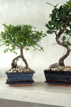 PLANT Bonsai Zelkova, medium Online