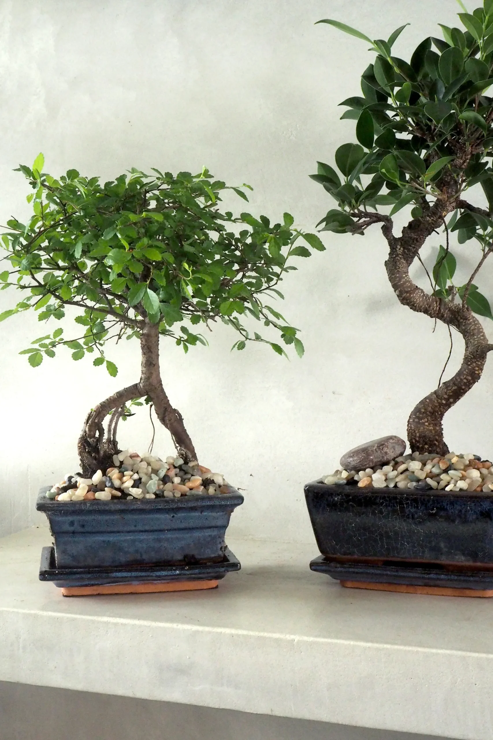 PLANT Bonsai Zelkova, medium Online