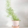 PLANT Bowiea volubilis Hot