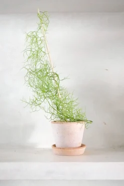PLANT Bowiea volubilis Hot