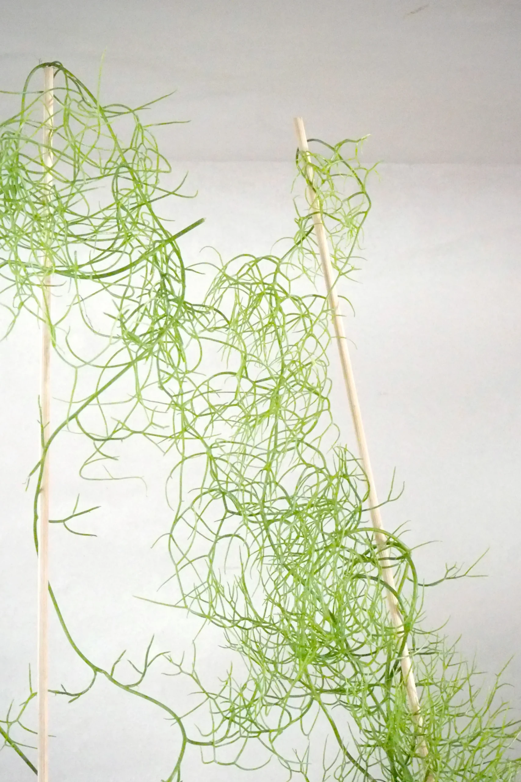 PLANT Bowiea volubilis Hot