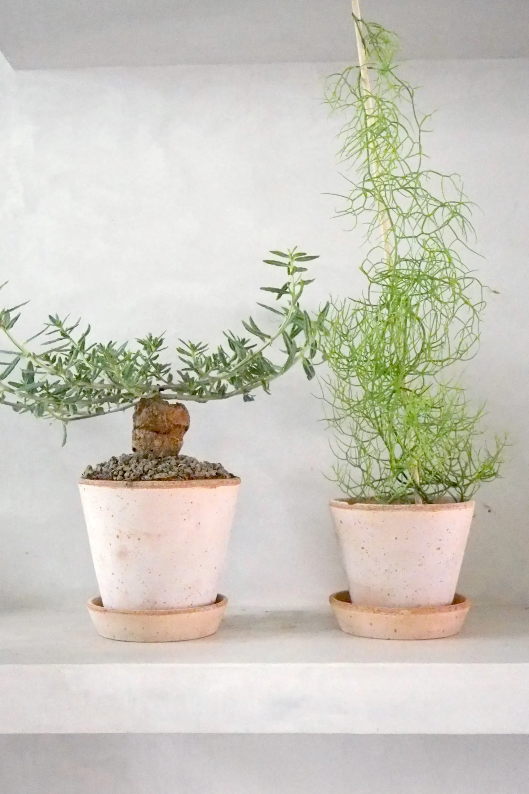 PLANT Bowiea volubilis Hot