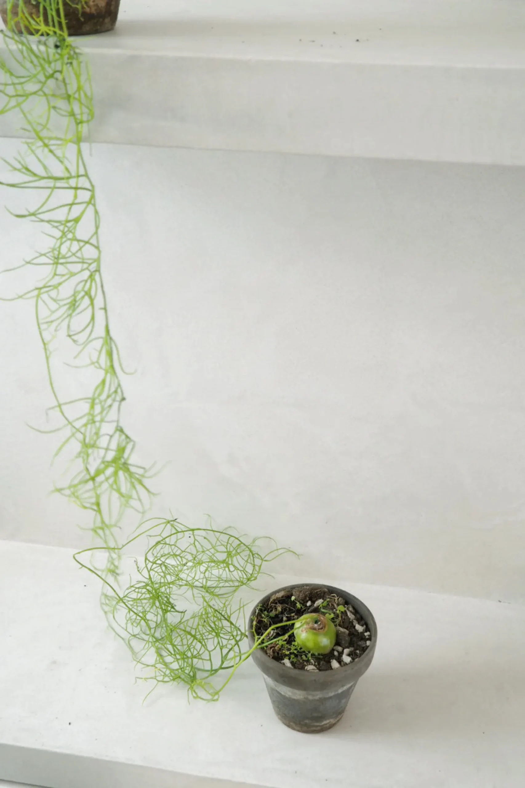 PLANT Bowiea volubilis Hot