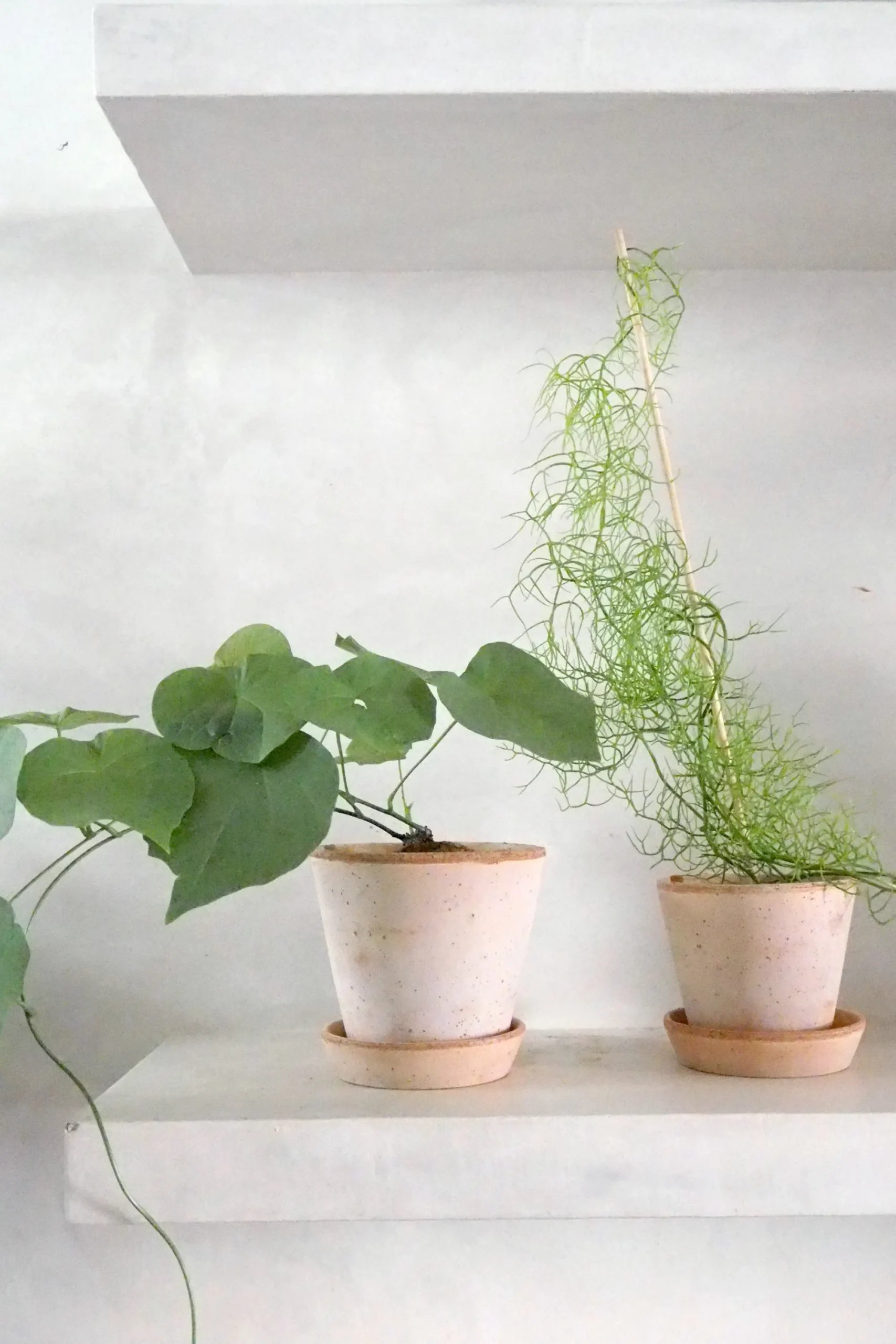 PLANT Bowiea volubilis Hot