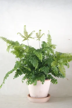 PLANT Bronze Venushår bregne