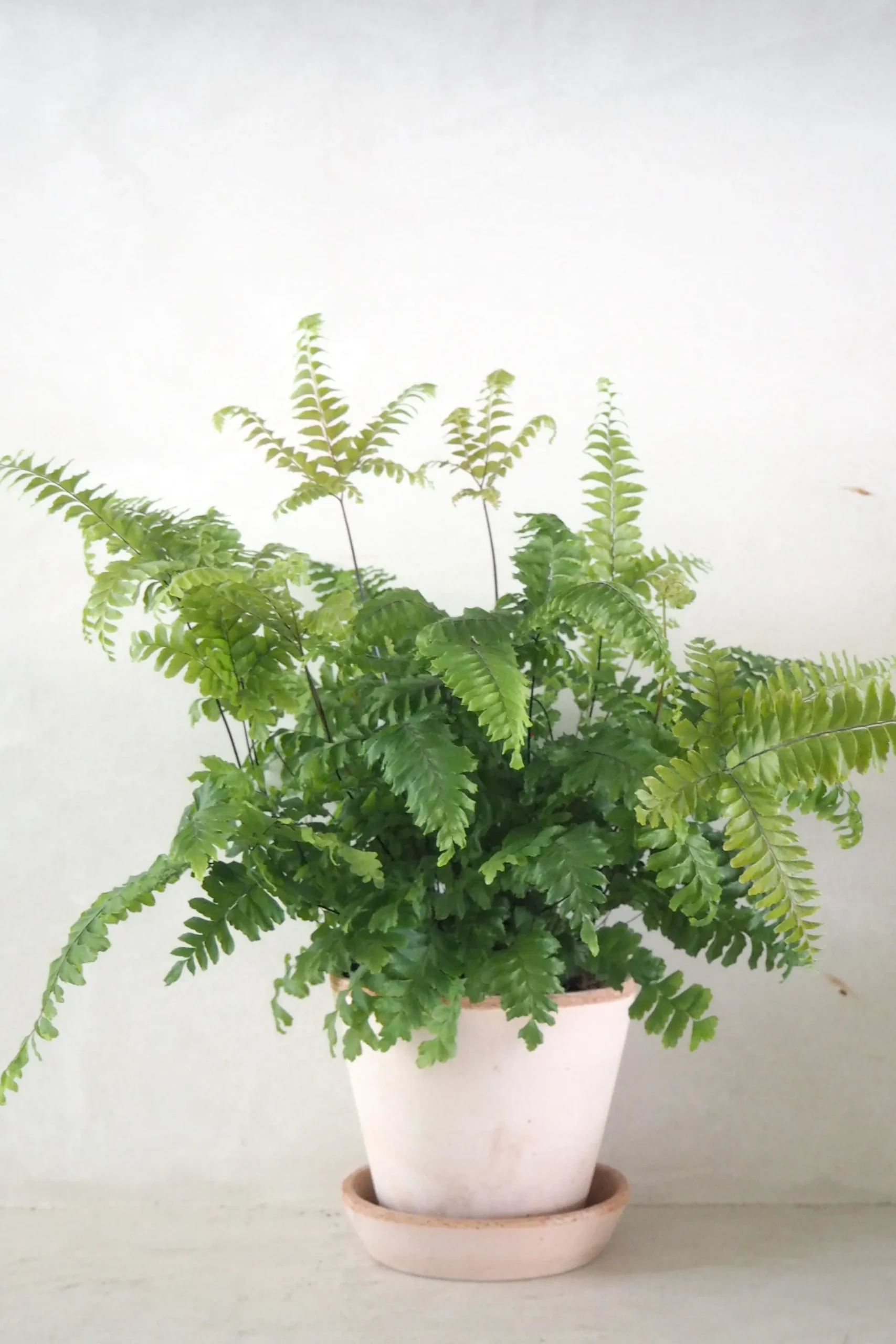 PLANT Bronze Venushår bregne