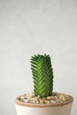PLANT Buddhas Temple Best