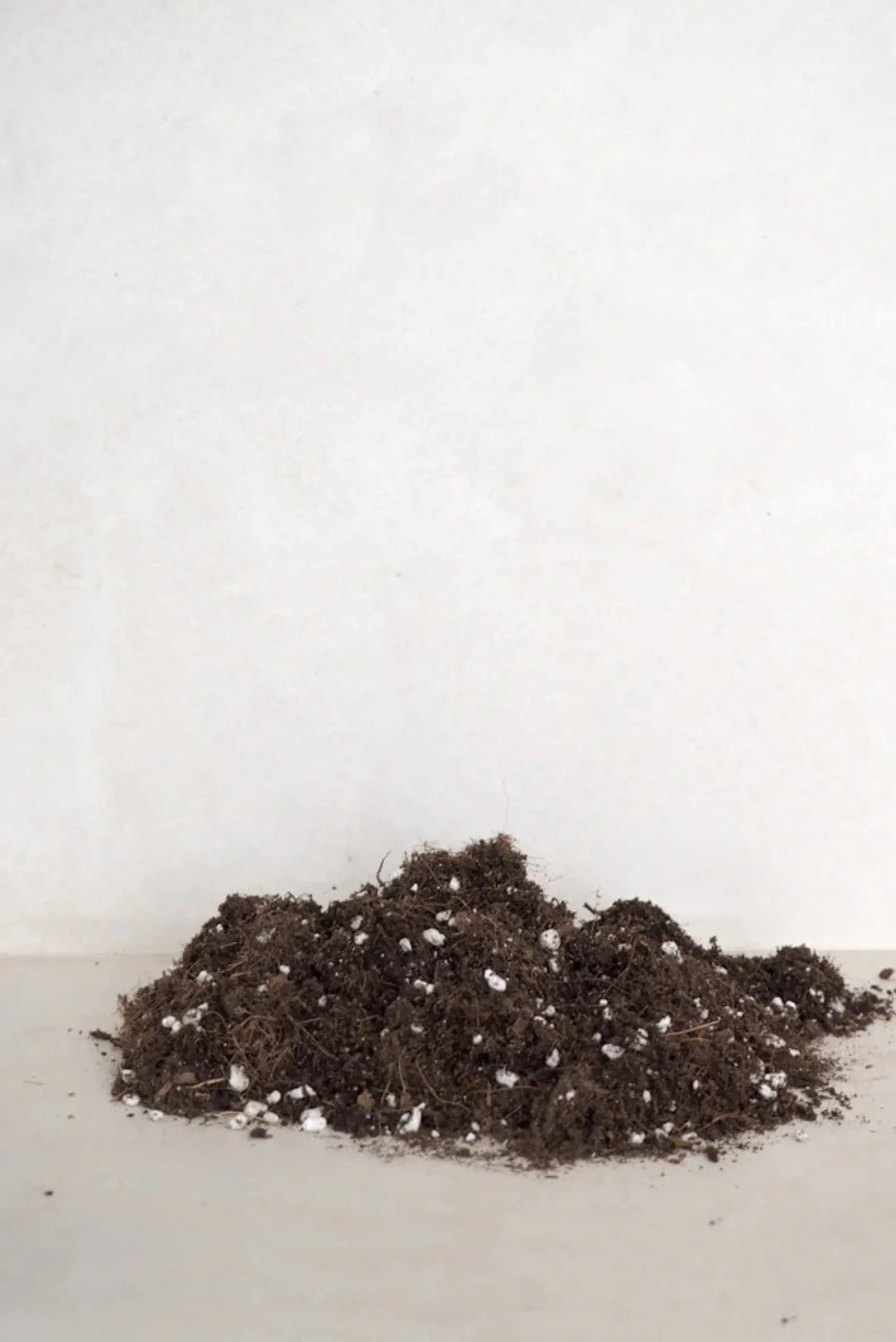 PLANT Bundle : Essential omning Clearance